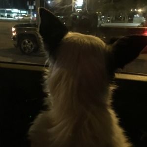 Meet your Posher, Bailey